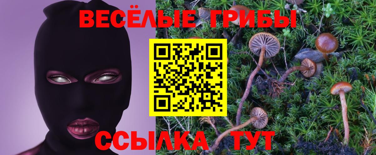 Псилоцибиновые грибы Psilocybine cubensis Ленинск-Кузнецкий